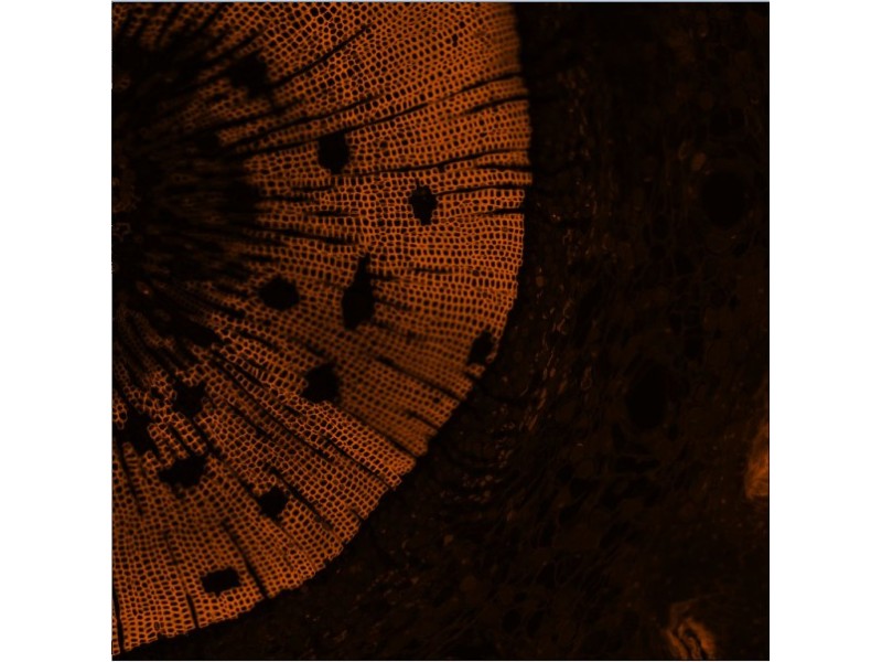 Molecular Devices ImageXpress Micro Confocal High-Content Imaging System