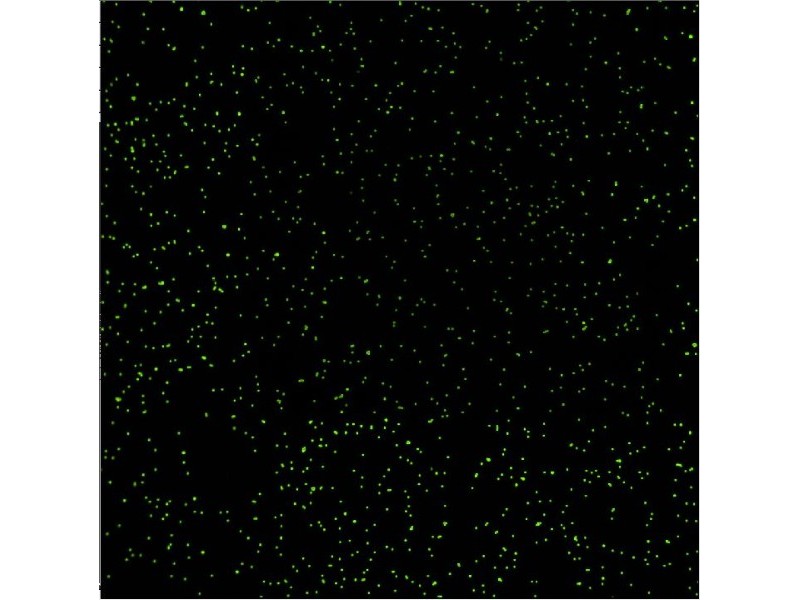Molecular Devices ImageXpress Micro Confocal High-Content Imaging System