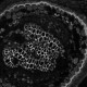 Andor iXon Ultra 897 Monochrome EMCCD Microscope Camera