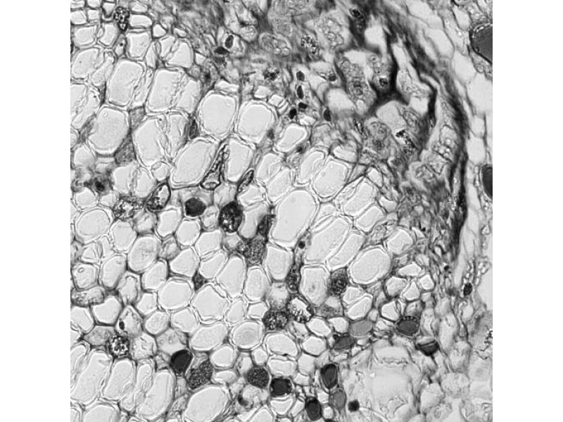Andor iXon Ultra 897 Monochrome EMCCD Microscope Camera
