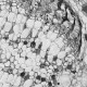 Andor iXon Ultra 897 Monochrome EMCCD Microscope Camera