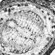 Andor iXon Ultra 897 Monochrome EMCCD Microscope Camera