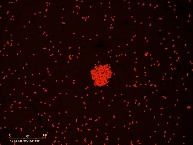 Sartorius Essen Incucyte S3 Live-Cell Imaging and Analysis System w/ G/R Optical Module Unit 2
