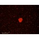 Sartorius Essen Incucyte S3 Live-Cell Imaging and Analysis System w/ G/R Optical Module Unit 2