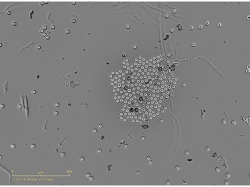 Sartorius Essen Incucyte S3 Live-Cell Imaging and Analysis System w/ G/R Optical Module Unit 2