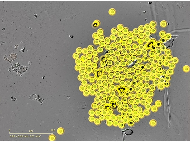Sartorius Essen Incucyte S3 Live-Cell Imaging and Analysis System w/ G/R Optical Module Unit 2