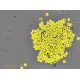 Sartorius Essen Incucyte S3 Live-Cell Imaging and Analysis System w/ G/R Optical Module Unit 2