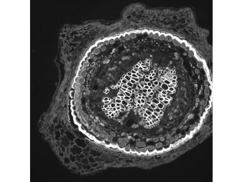 Hamamatsu ORCA-Flash4.0 V2 Monochrome sCMOS Microscope Camera