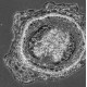Hamamatsu ORCA-Flash4.0 V2 Monochrome sCMOS Microscope Camera