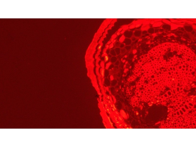 Leica DMi8 Inverted LED Fluorescence Encoded Microscope (New Filters)