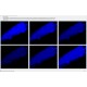 LI-COR Licor Odyssey FC 2800 Western Blot Imaging system Pred XF