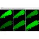 LI-COR Licor Odyssey FC 2800 Western Blot Imaging system Pred XF