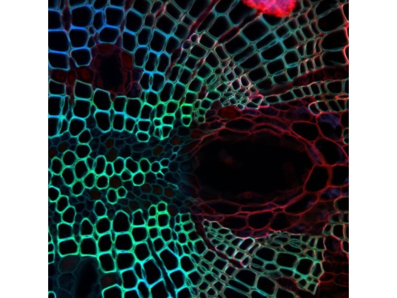 Molecular Devices ImageXpress Micro Confocal High-Content Imaging System w/ Environmental Control, Water Immersion & Fluidics Options