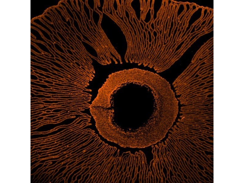 Molecular Devices ImageXpress Micro Confocal High-Content Imaging System Unit 4