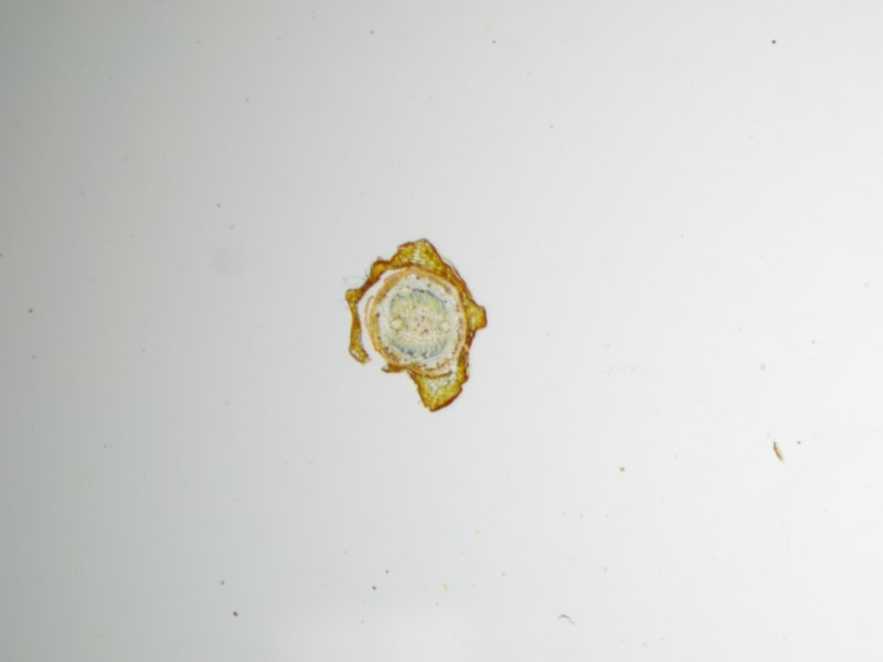 Nikon SMZ1270 Stereo Microscope