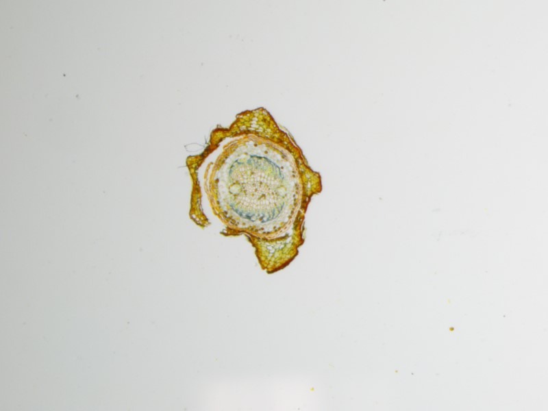 Nikon SMZ1270 Stereo Microscope