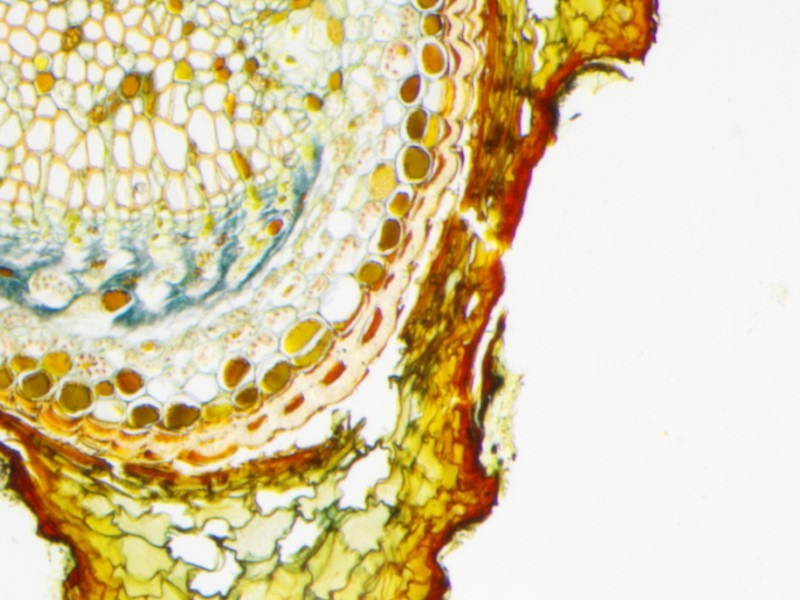 Nikon SMZ1270 Stereo Microscope