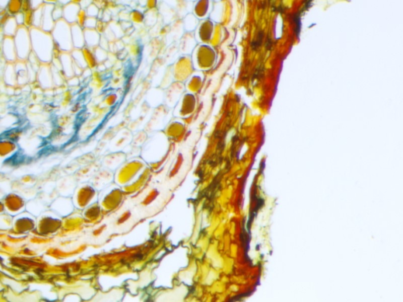 Nikon SMZ1270 Stereo Microscope