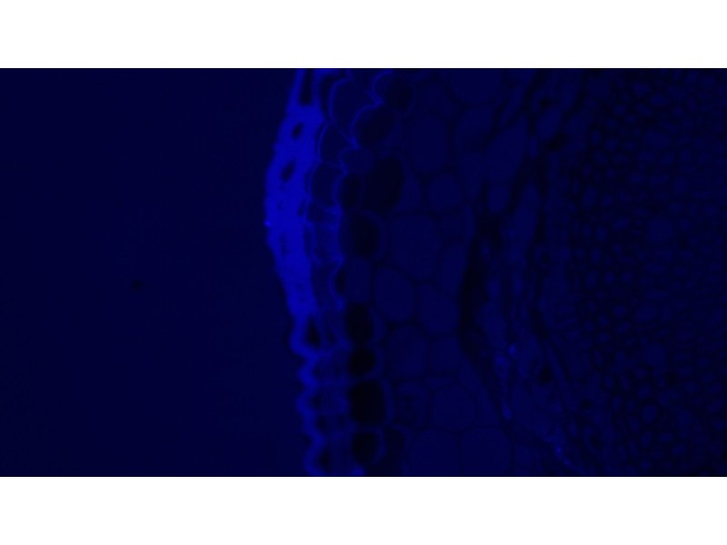 Olympus BX51WI BX51 Electrophysiology Rig Fluorescence Microscope w/ AxoPatch 200B, CV-203BU Headstage, TMC Anti-Vibration Table (New Filters)