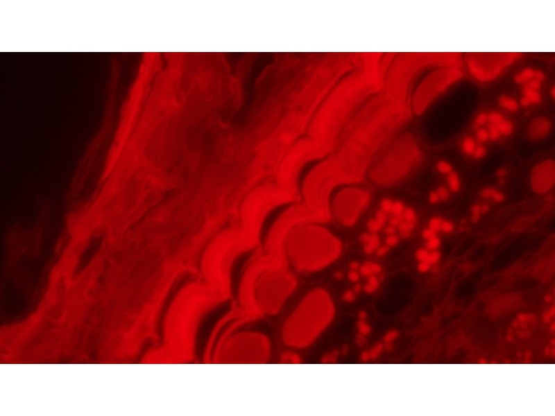Olympus IX83 Motorized Inverted LED Fluorescence Microscope (New Filters) Unit 3