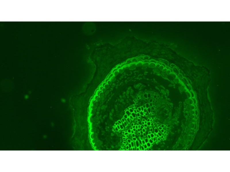 Olympus IX83 Motorized Inverted LED Fluorescence Microscope (New Filters) Unit 3