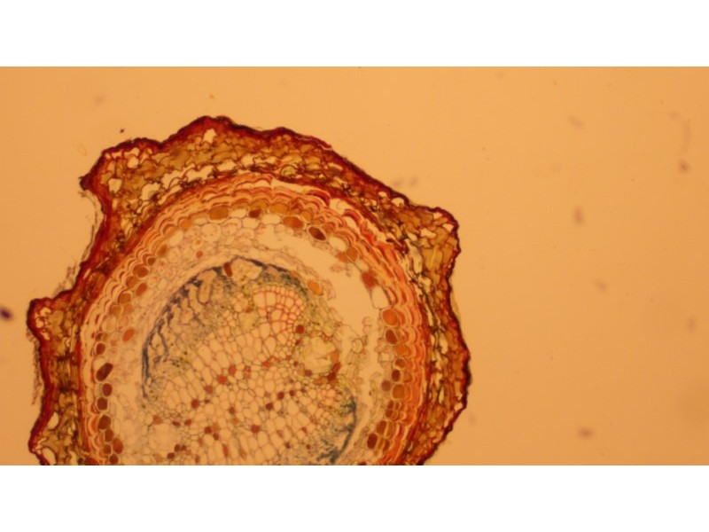 Olympus IX83 Motorized Inverted LED Fluorescence Microscope (New Filters) Unit 3