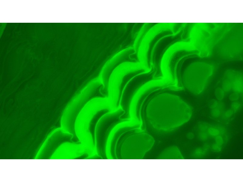 Olympus IX83 Motorized Inverted LED Fluorescence Microscope (New Filters) Unit 3