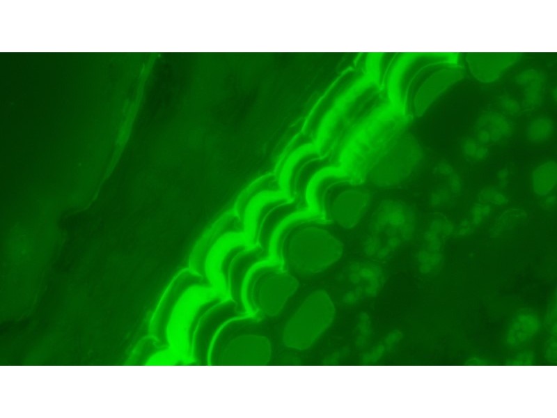 Olympus IX83 Motorized Inverted LED Fluorescence Microscope (New Filters) Unit 3