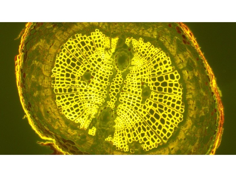 Olympus IX73 Fluorescence Inverted Microscope