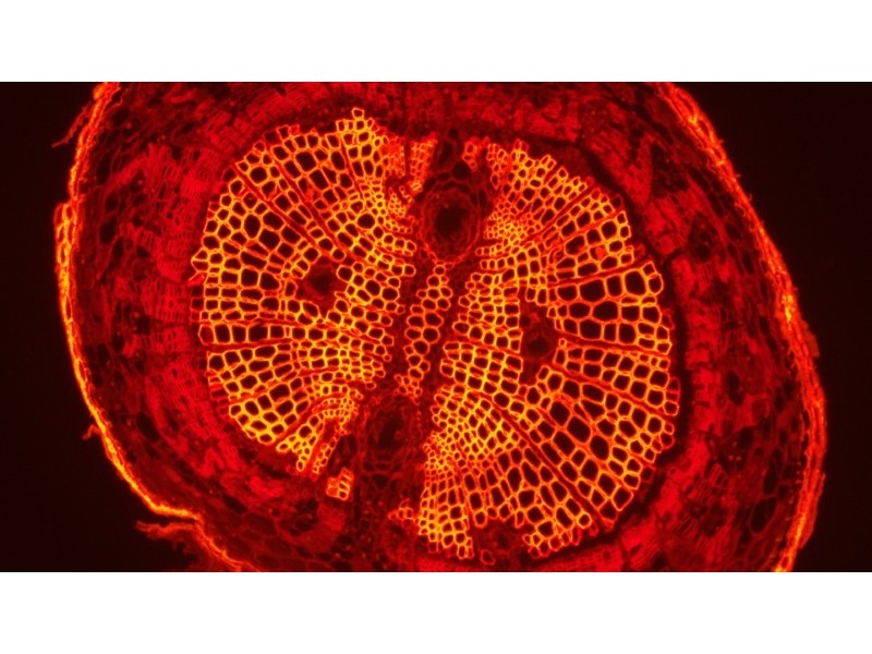 Olympus IX73 Fluorescence Inverted Microscope