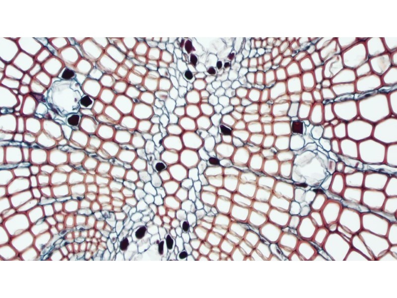 Olympus IX73 Fluorescence Inverted Microscope