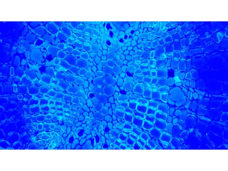 Olympus IX73 Fluorescence Inverted Microscope