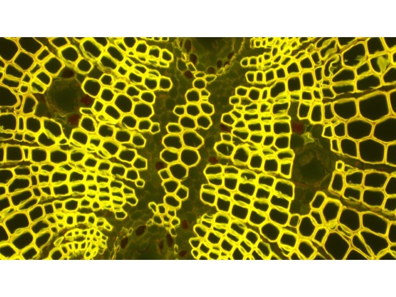 Olympus IX73 Fluorescence Inverted Microscope