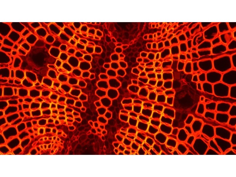 Olympus IX73 Fluorescence Inverted Microscope