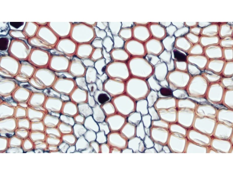 Olympus IX73 Fluorescence Inverted Microscope