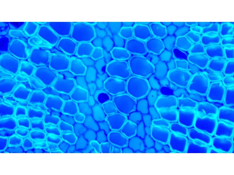 Olympus IX73 Fluorescence Inverted Microscope