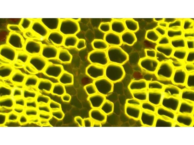 Olympus IX73 Fluorescence Inverted Microscope