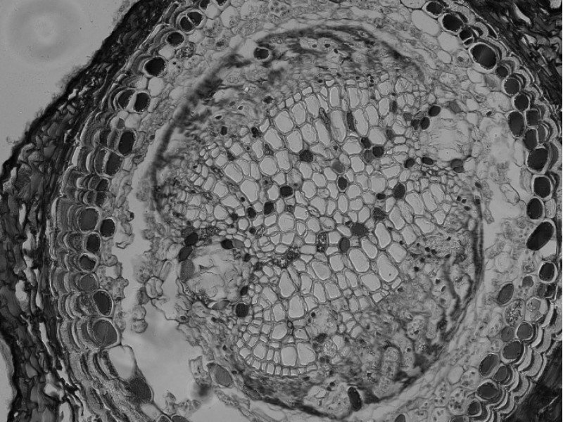 Thermo Invitrogen EVOS M5000 Phase Contrast Fluorescence Microscope Imaging System