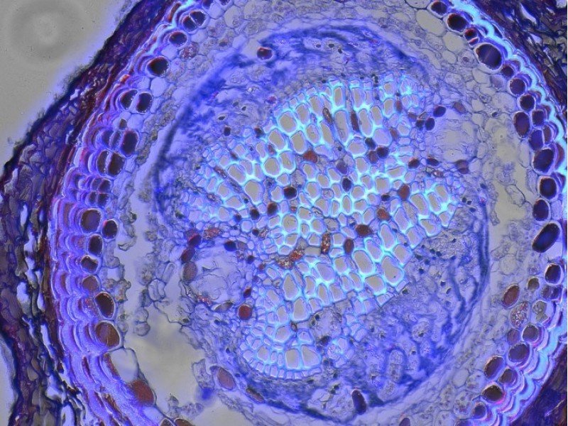 Thermo Invitrogen EVOS M5000 Phase Contrast Fluorescence Microscope Imaging System