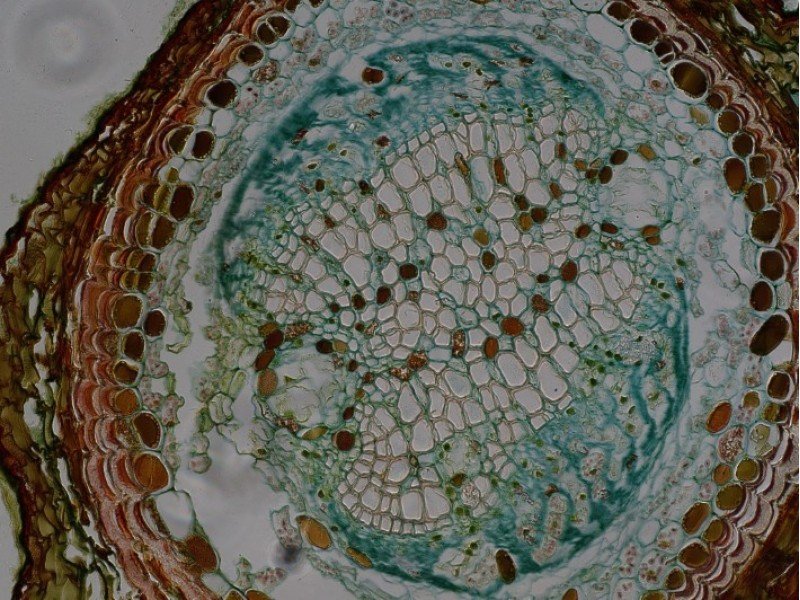 Thermo Invitrogen EVOS M5000 Phase Contrast Fluorescence Microscope Imaging System