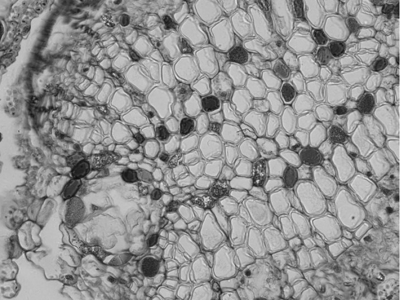 Thermo Invitrogen EVOS M5000 Phase Contrast Fluorescence Microscope Imaging System