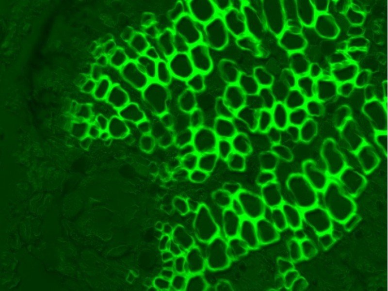 Thermo Invitrogen EVOS M5000 Phase Contrast Fluorescence Microscope Imaging System