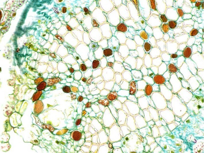 Thermo Invitrogen EVOS M5000 Phase Contrast Fluorescence Microscope Imaging System