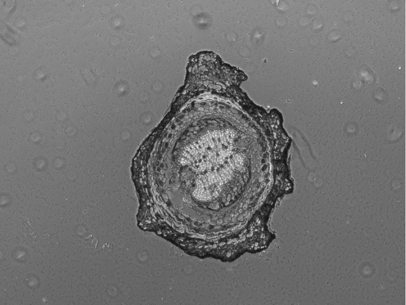 Thermo Invitrogen EVOS M5000 Phase Contrast Fluorescence Microscope Imaging System
