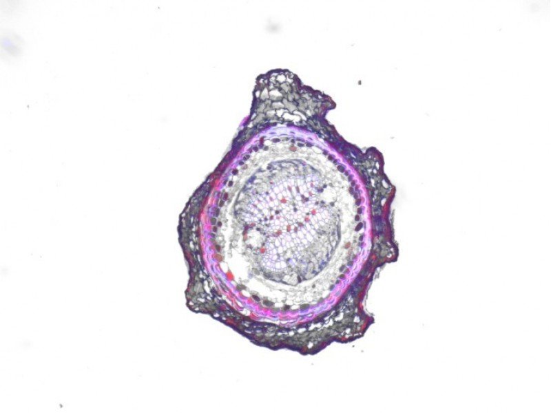 Thermo Invitrogen EVOS M5000 Phase Contrast Fluorescence Microscope Imaging System