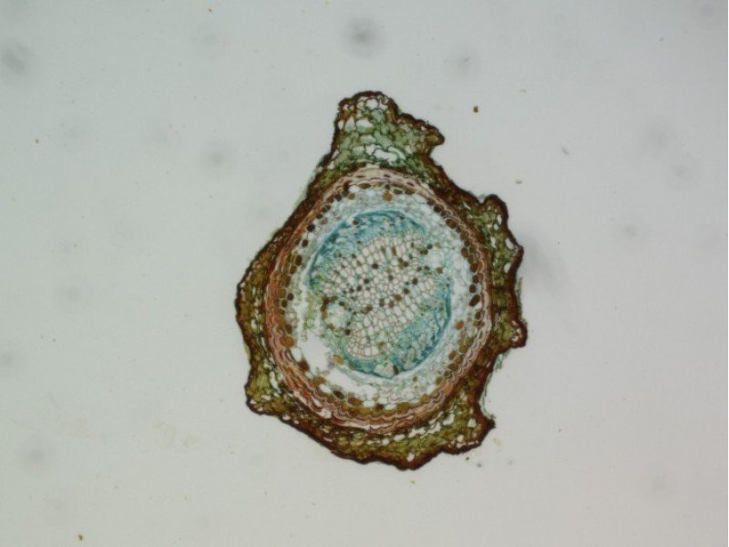 Thermo Invitrogen EVOS M5000 Phase Contrast Fluorescence Microscope Imaging System