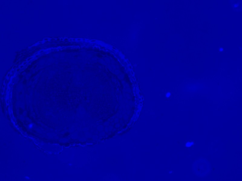 Thermo Invitrogen EVOS M5000 Phase Contrast Fluorescence Microscope Imaging System Unit 2