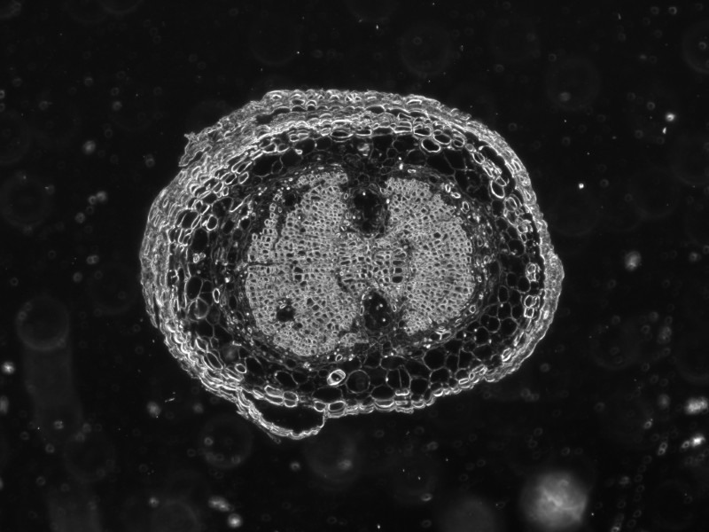 Thermo Invitrogen EVOS M5000 Phase Contrast Fluorescence Microscope Imaging System Unit 2