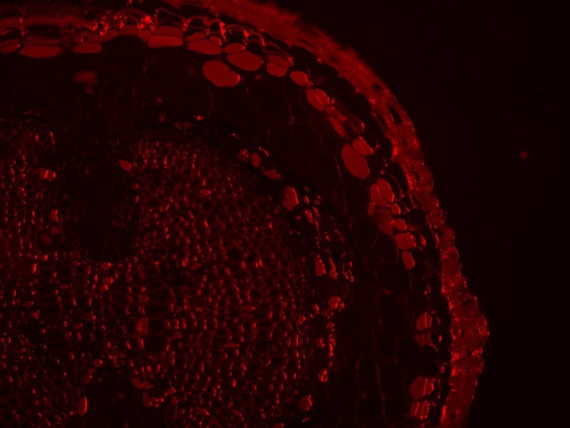 Thermo Invitrogen EVOS M5000 Phase Contrast Fluorescence Microscope Imaging System Unit 2