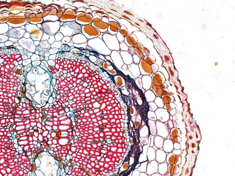 Thermo Invitrogen EVOS M5000 Phase Contrast Fluorescence Microscope Imaging System Unit 2